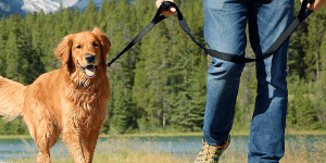Best Dog Leashes 2022 Reviews & Buyer’s Guide