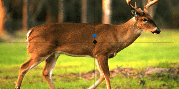 Where to aim on deer