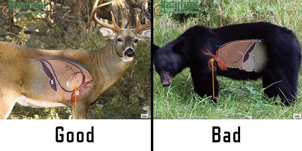 Bear VS Deer Hunting